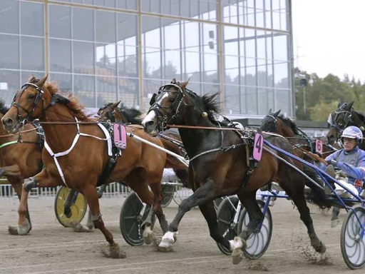 Lunchtrav på Gävletravet