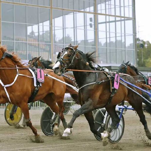 Stjärnspäckad kallblodskväll på Gävletravet 31 oktober