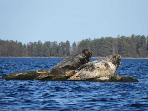 Säl- och havsörnsafari i Axmar bruk i sommar