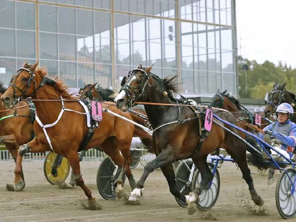 Stjärnspäckad kallblodskväll på Gävletravet 31 oktober